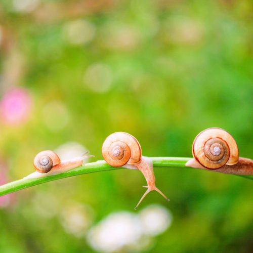 Découverte des escargots pour les élèves de Saint Louis