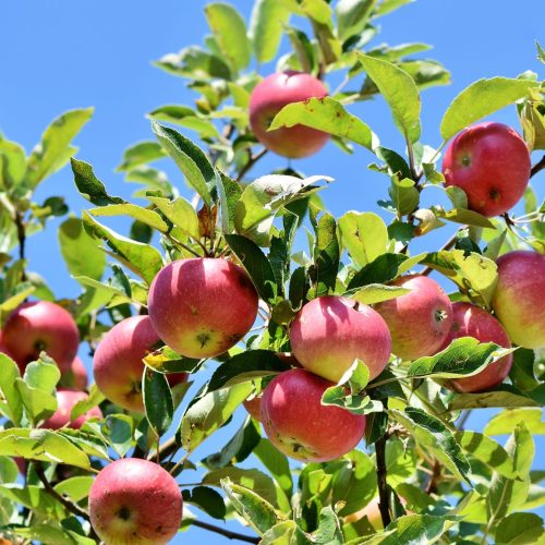 Musée de brou : projet autour des arbres