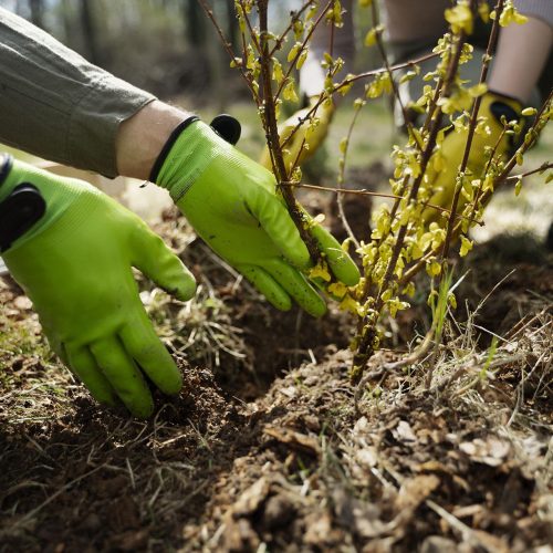 Plantation de végétaux